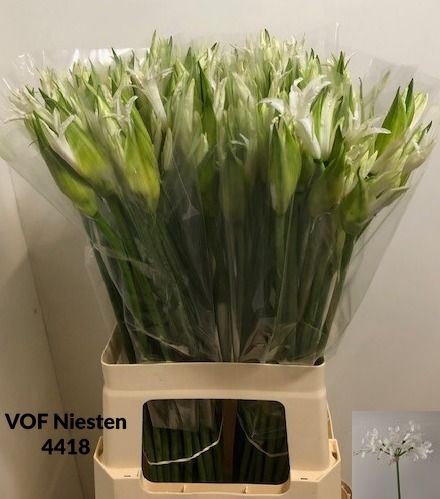 Ne Bo Adele 70cm