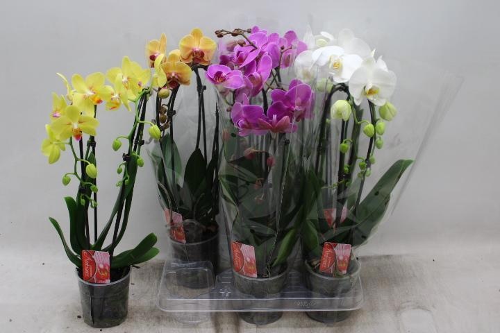 Phal El Cascade 12Ø 45cm