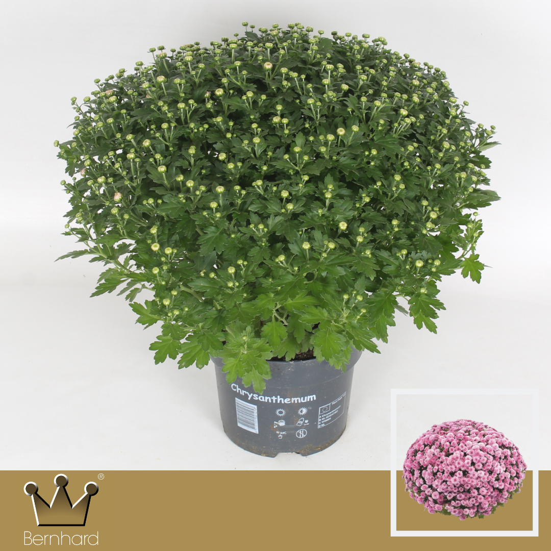 Chrysanthemum (Indicum Grp) 'Jasoda Dark Pink'