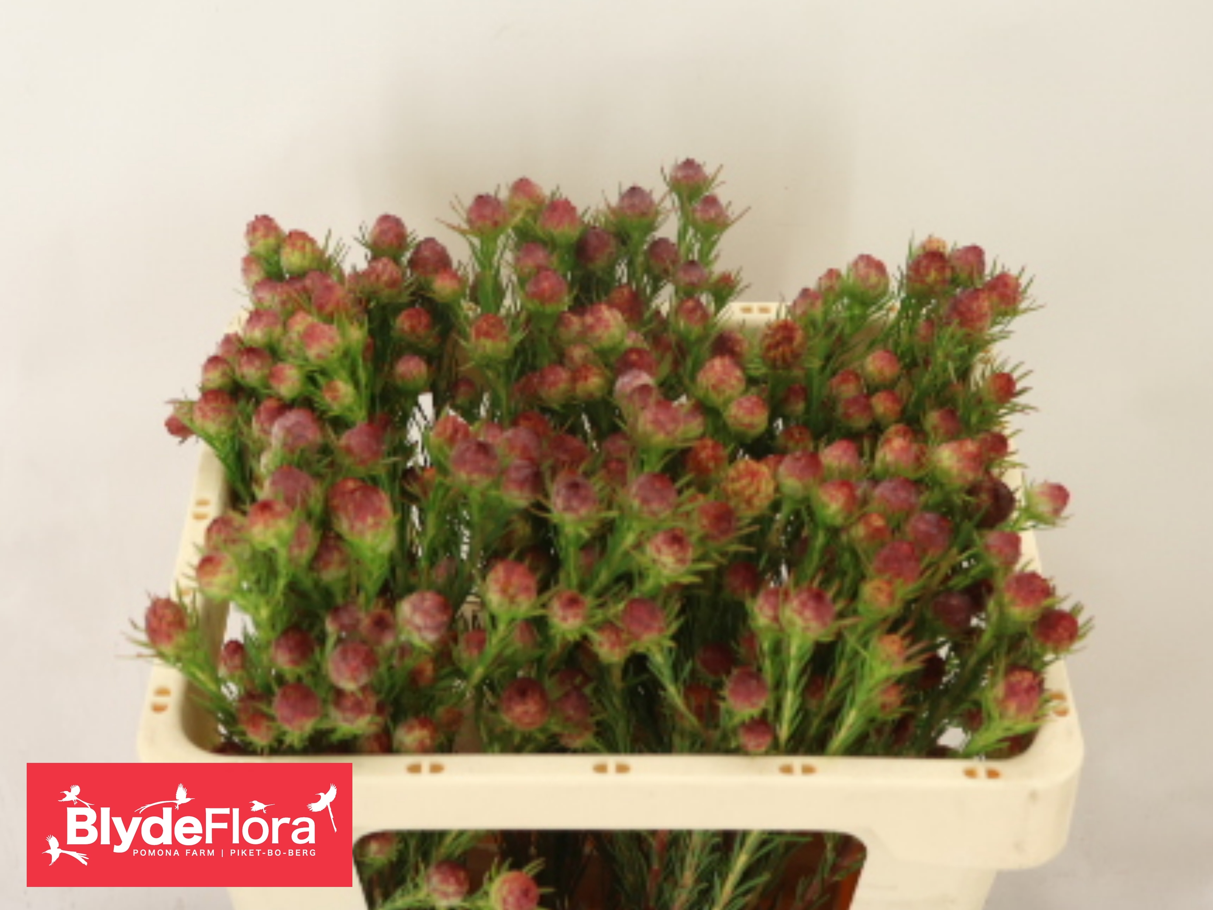 Leucadendron Jubilee Crown Bunch 50cm