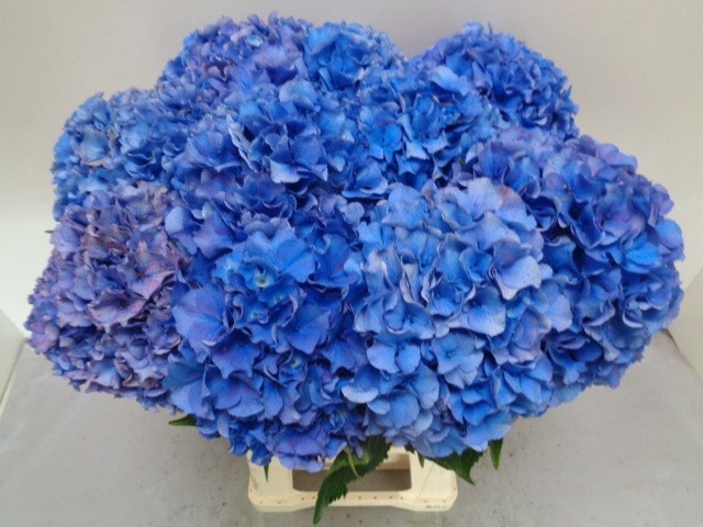 Hydrangea Royal Parade 60cm 20Ø