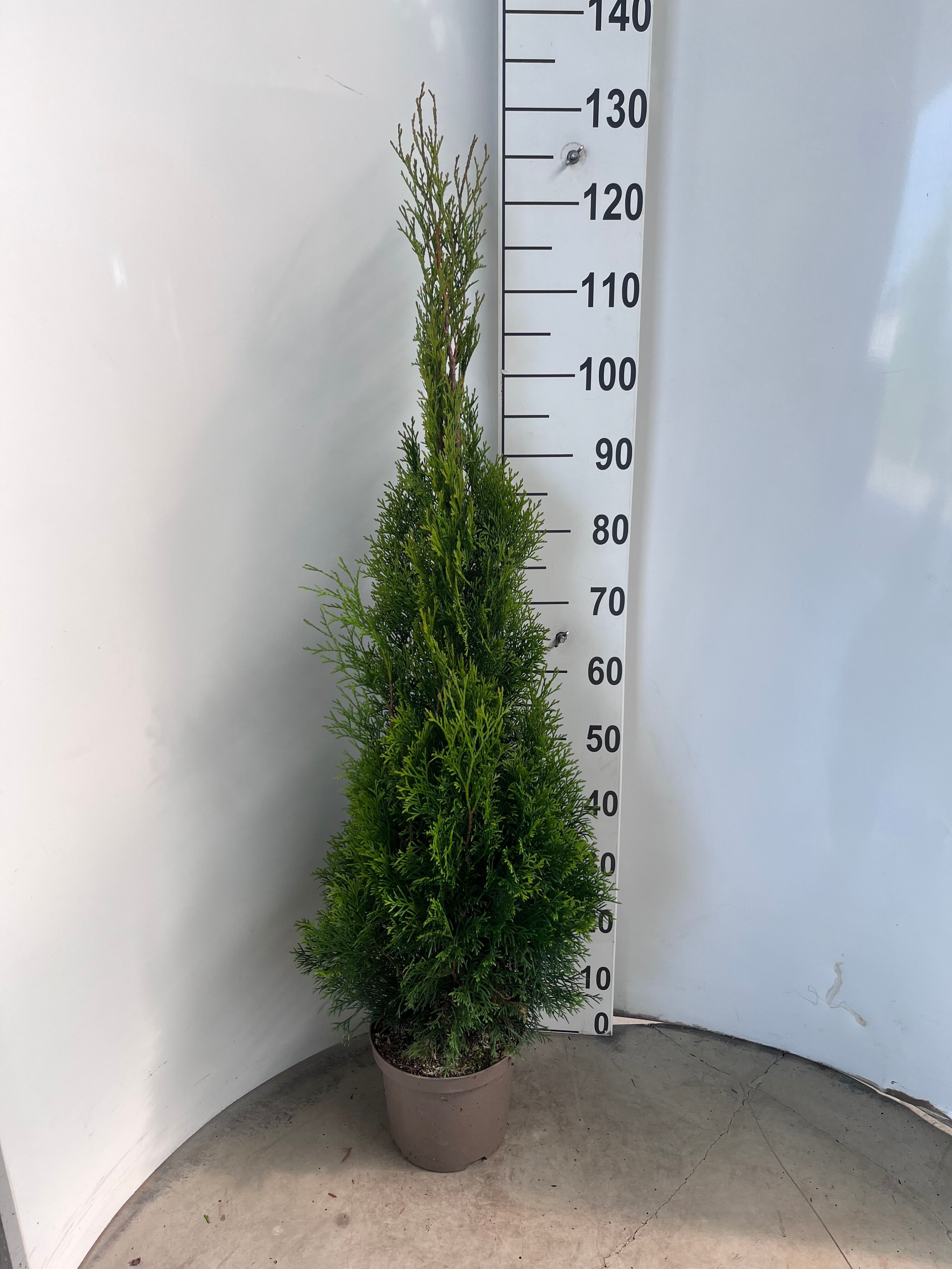Thuja occ. 'Smaragd' 80-100 | Gardenline