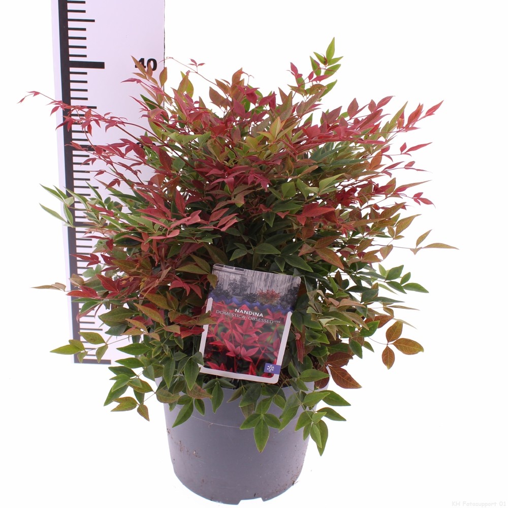 Picture of Nandina domestica Obsessed P21 (4 Ltr)