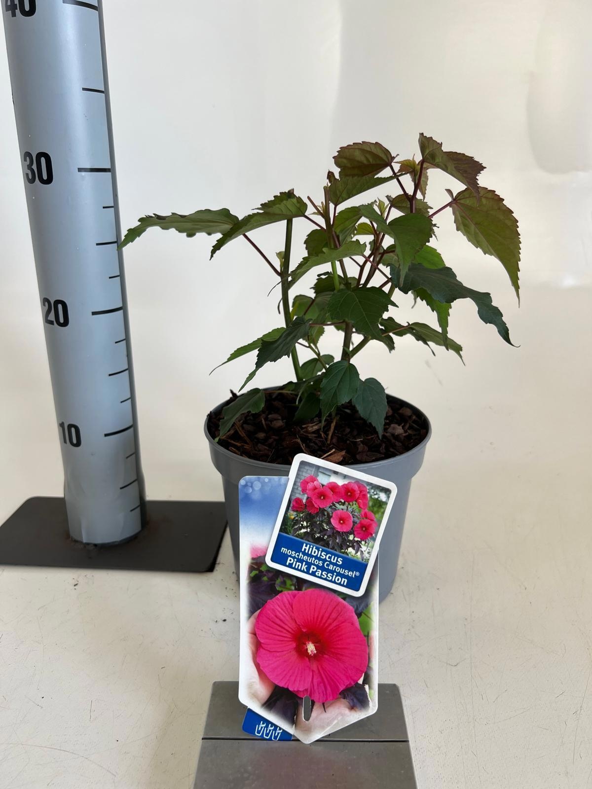 Hibiscus m. Carousel Pink Passion ('Tahi16') tahi16pbr