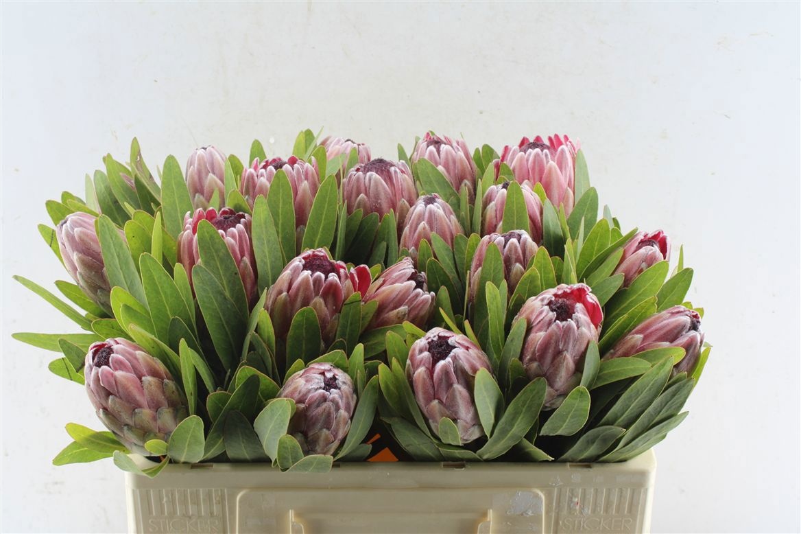Protea Pink Ice 50cm