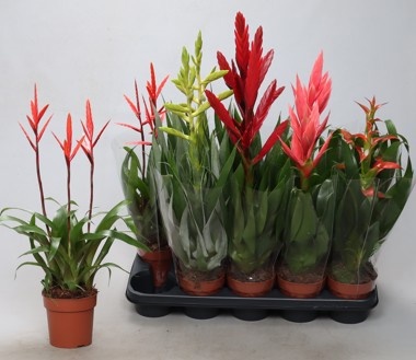 Bromelia Gem 12P 45H