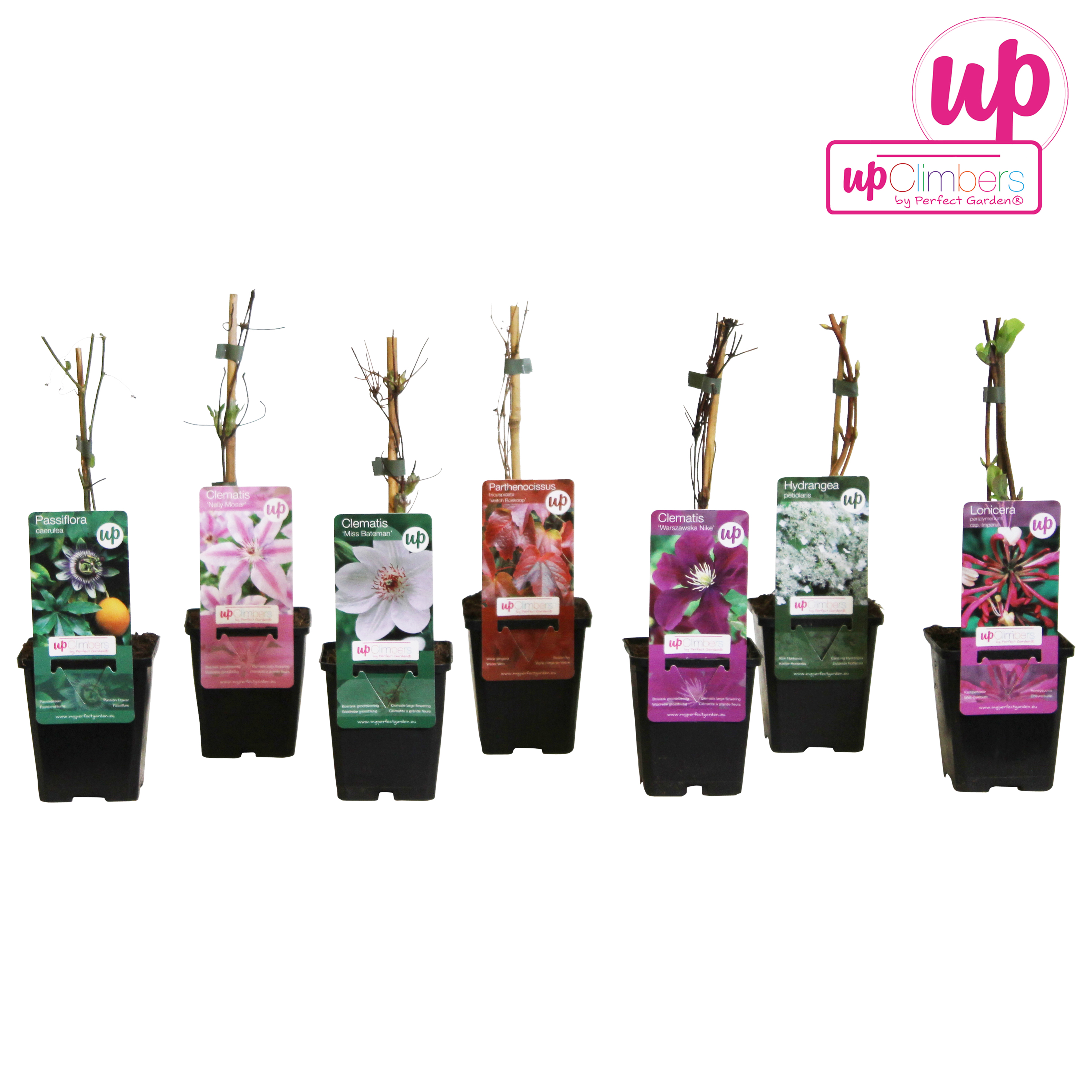 Picture of Clematis mix shelve budget P9
