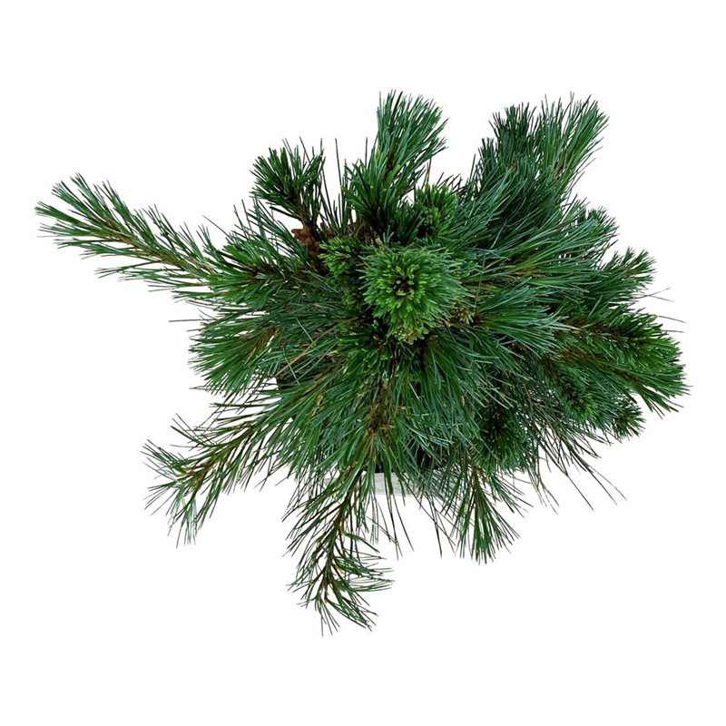 Picture of Pinus mont. 'Ammerland'