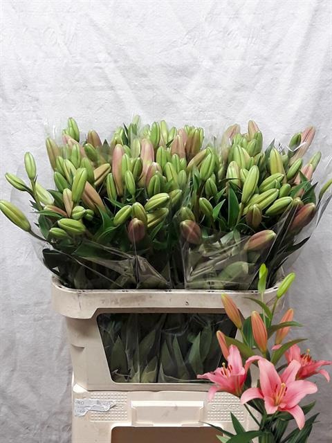 Lilium La Brindisi 80cm 3/5bl