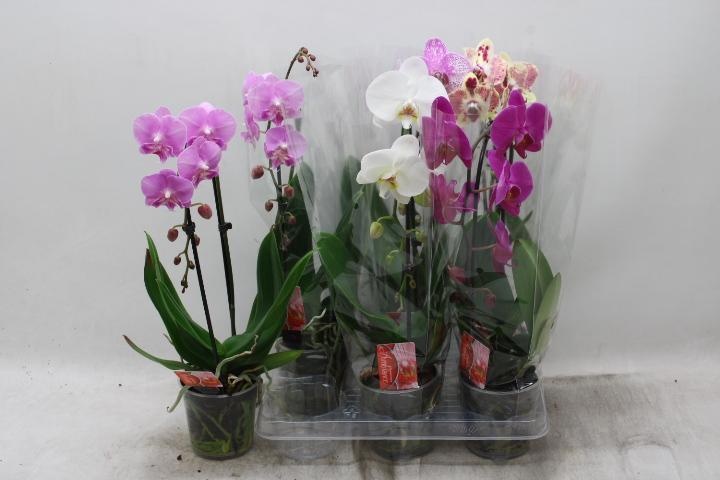 Phal El Cascade 12Ø 45cm