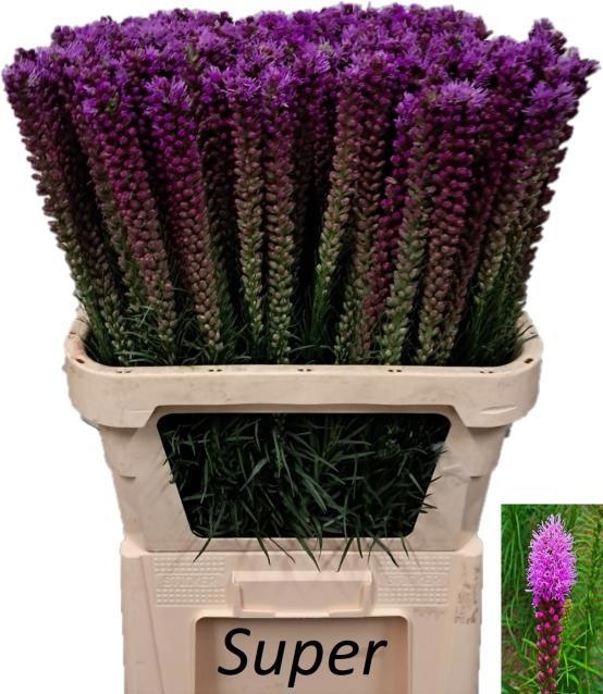 Liatris Callilepis