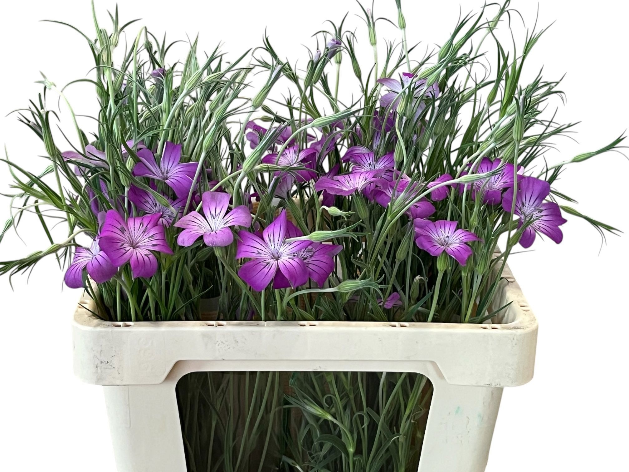 Agrostem Queen Purpl 50cm