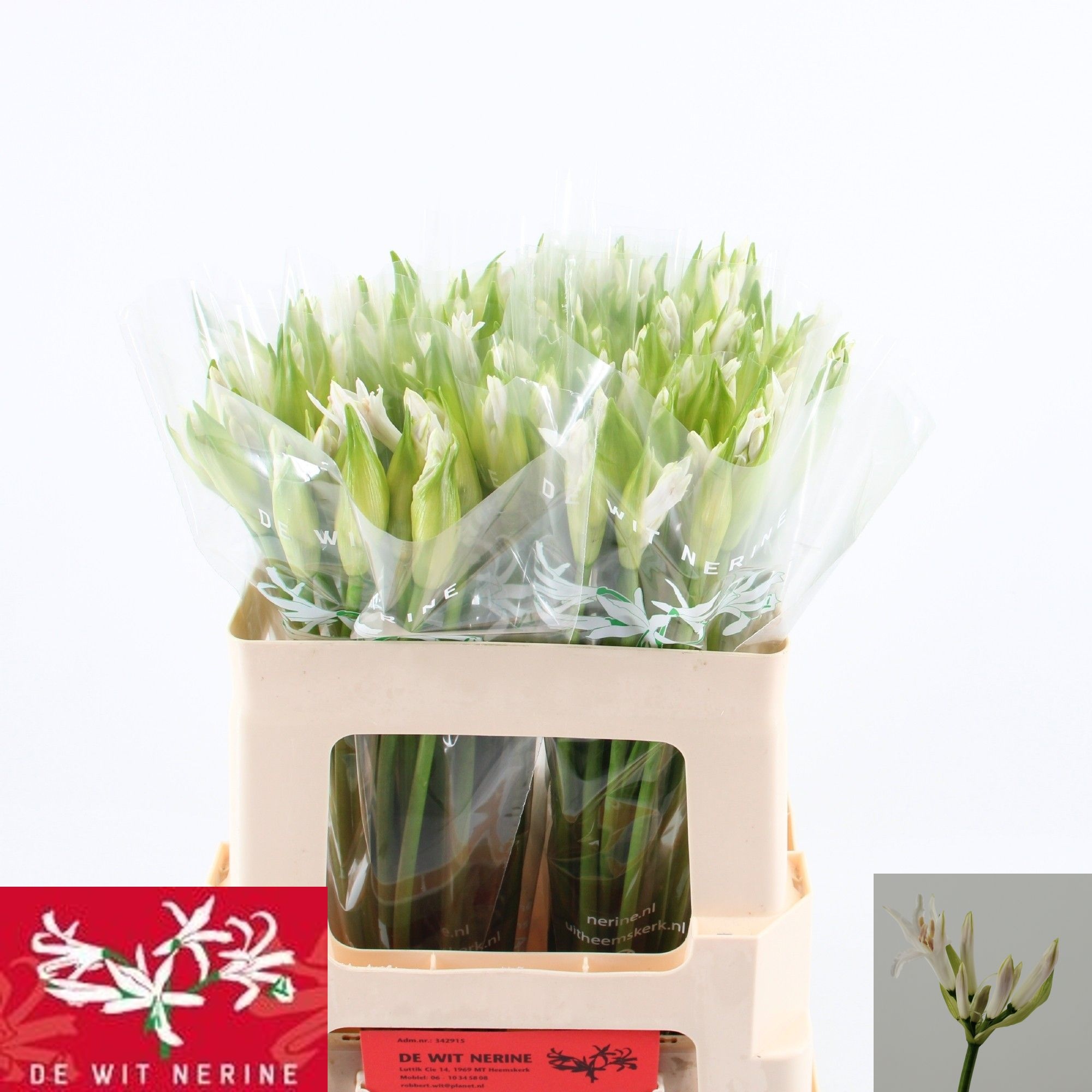 Nerine Biancaneve 50cm