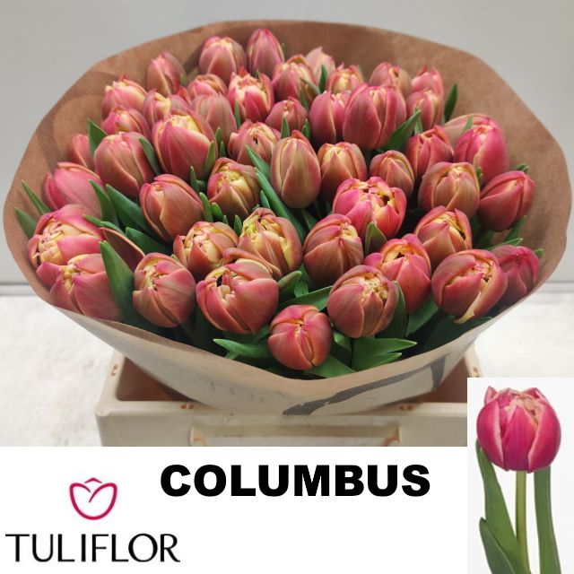 Tulipa Double Columbus 38cm 27gram