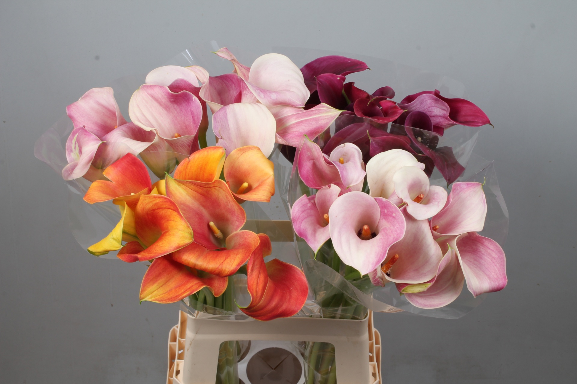 Calla Assorted 70cm