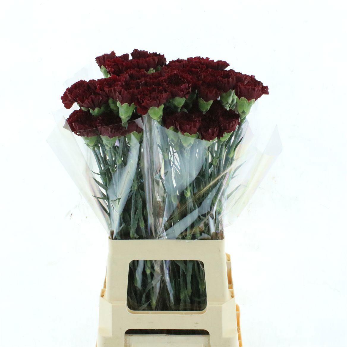 Dianthus Zurigo 60cm