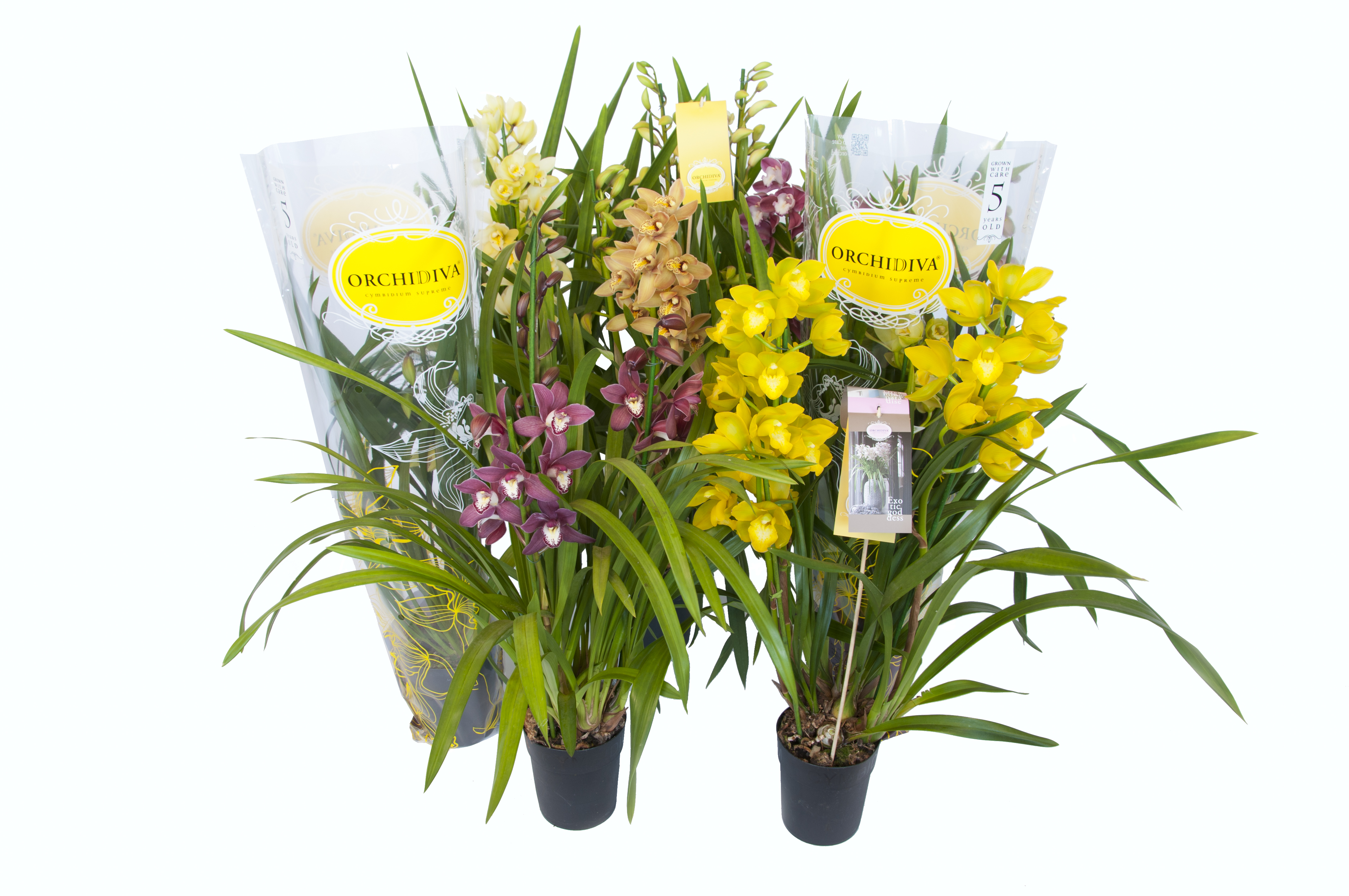 Picture of Cymbidium in varieties 3 shoots P14 85cm