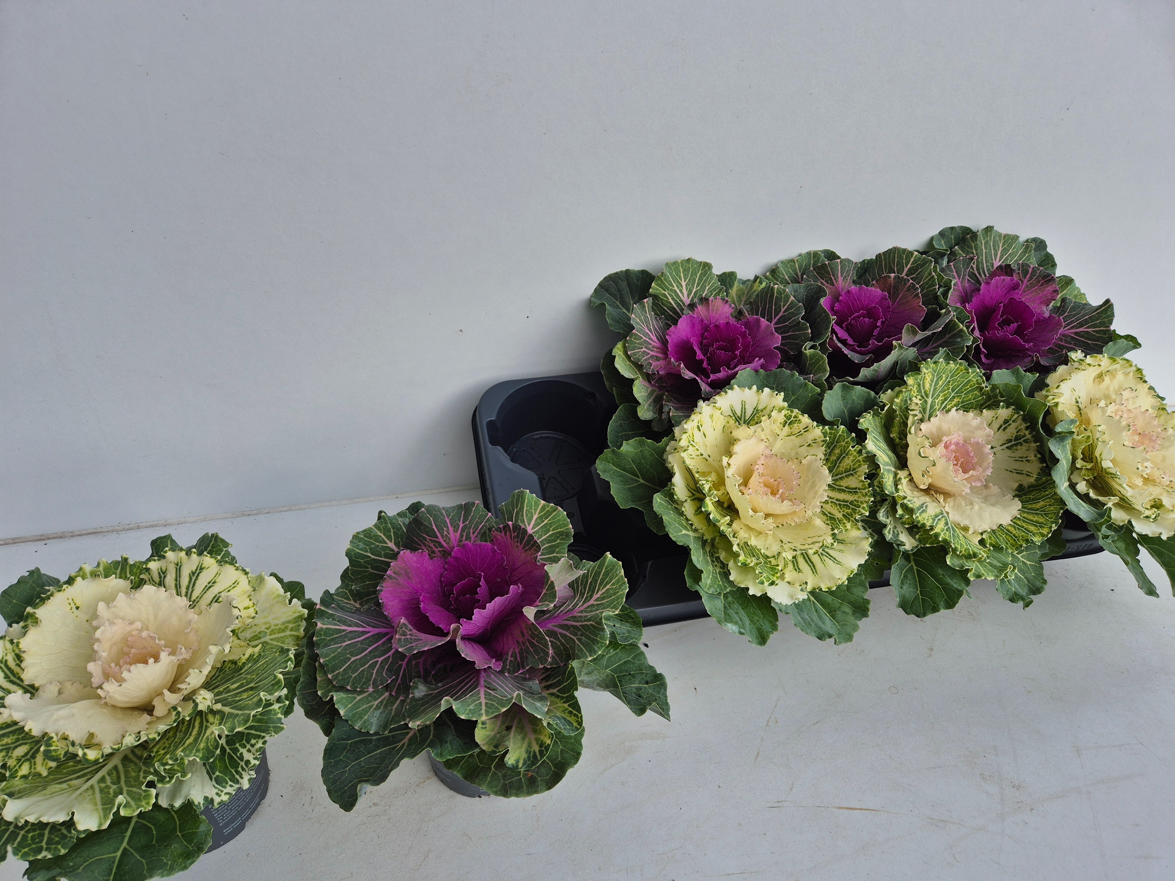 Brassica (SIERKOOL) 12P 15H