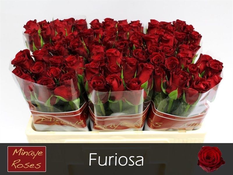 R Gr Furiosa
