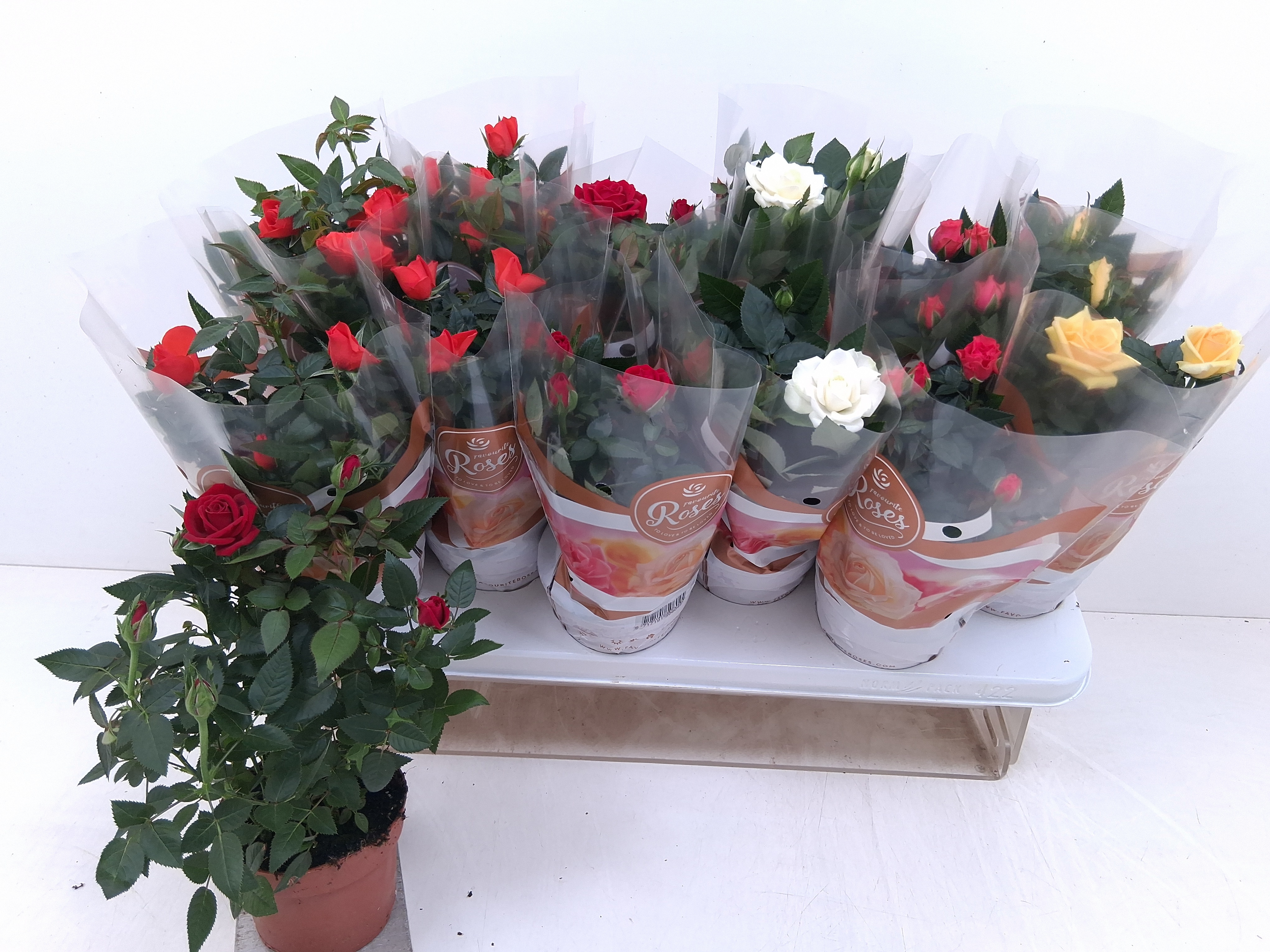 Ro Fav Ro Gem 5 Srt 510Ø 25cm