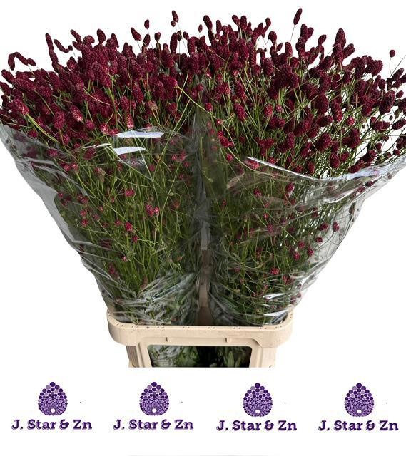 Sanguisorba Officina 100cm