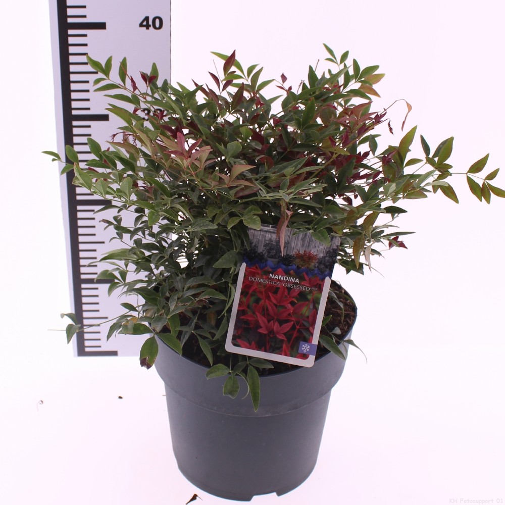 Picture of Nandina domestica 'Obsessed'