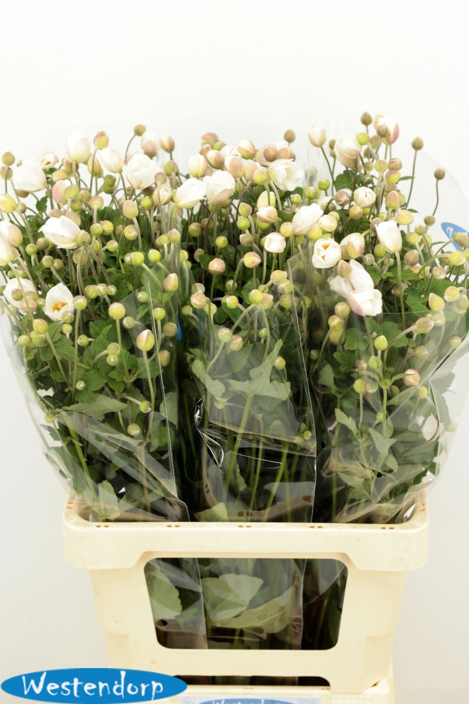 Anemone 70cm
