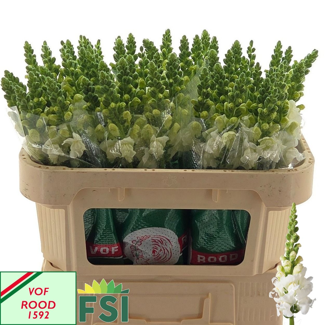 Antirrhinum Antibes White 70cm