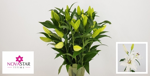 Li Or Signum 75L.cm 20+knop 23bloei