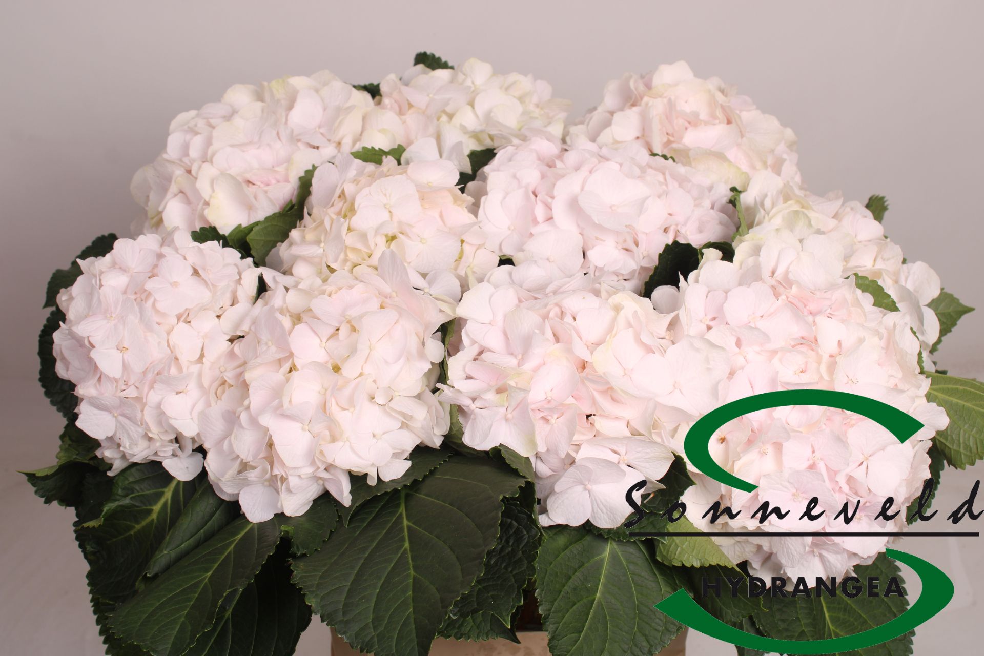 Hydrangea Sweet Verena 60cm 14Ø