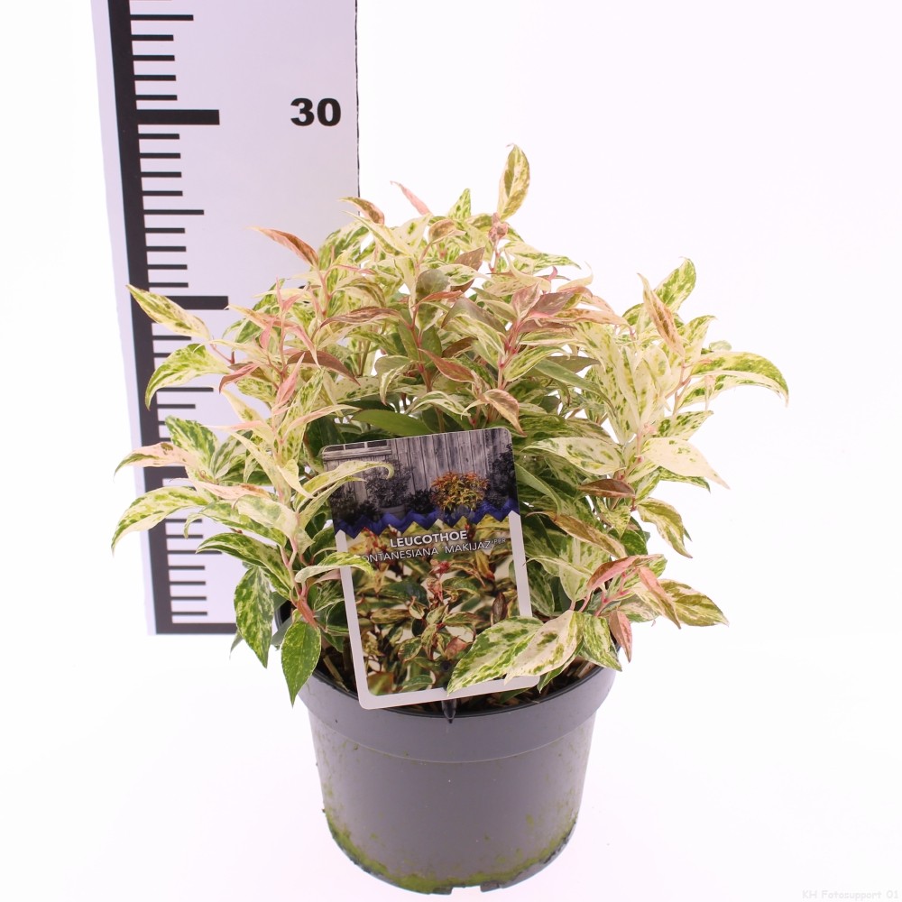 Picture of Leucothoe fontanesiana 'Makiejaz'