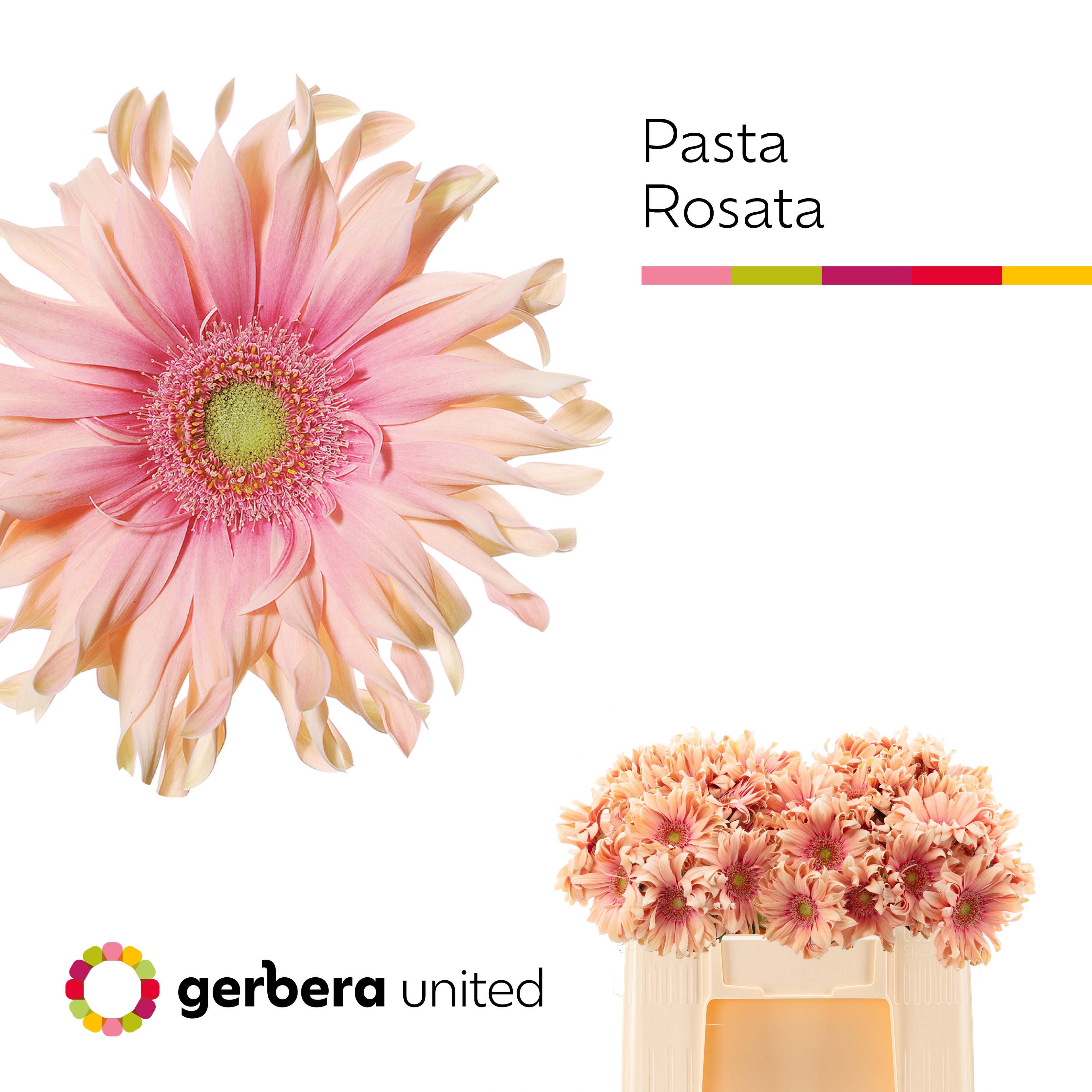 Gerbera Pasta Rosata