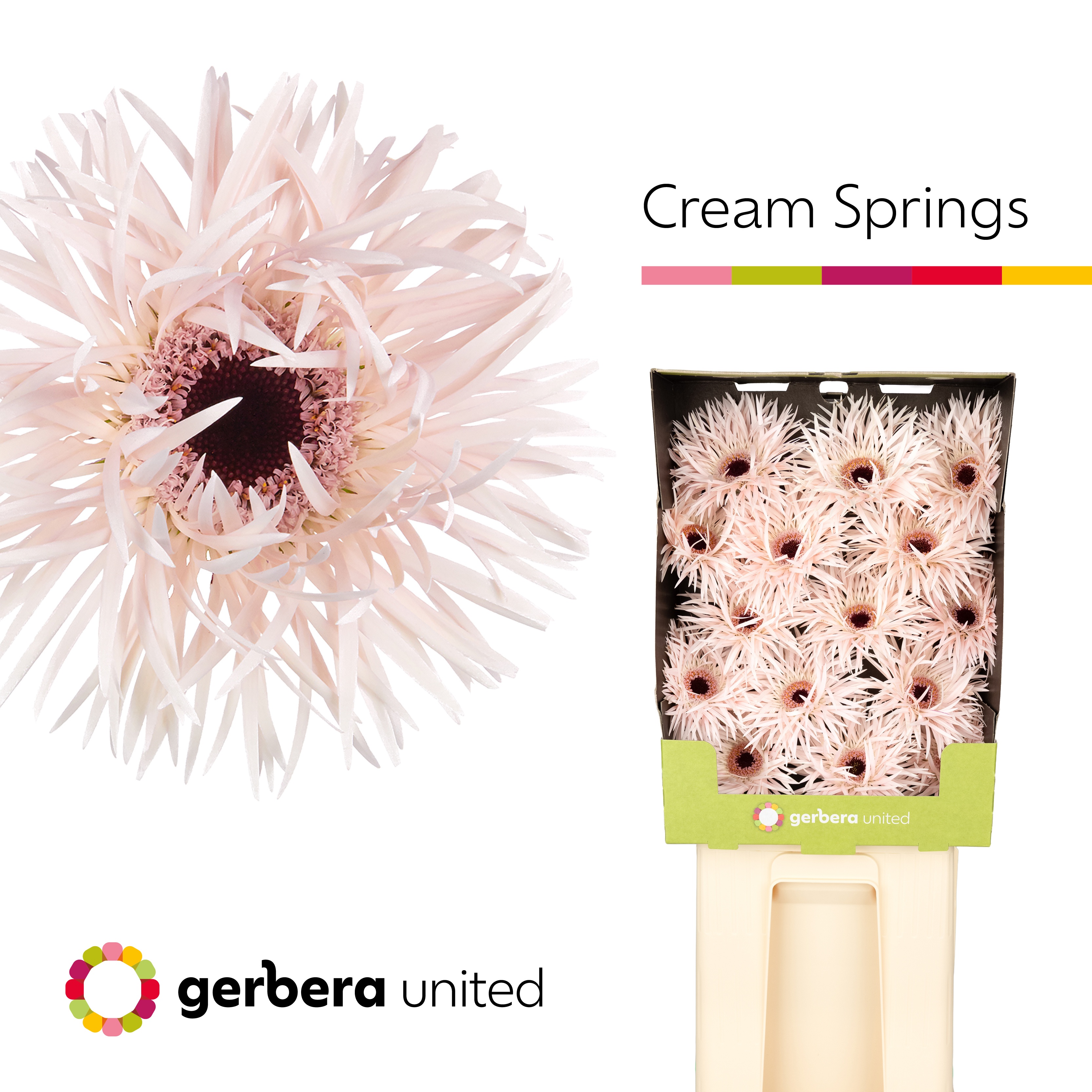 Ge Gr Cream Springs
