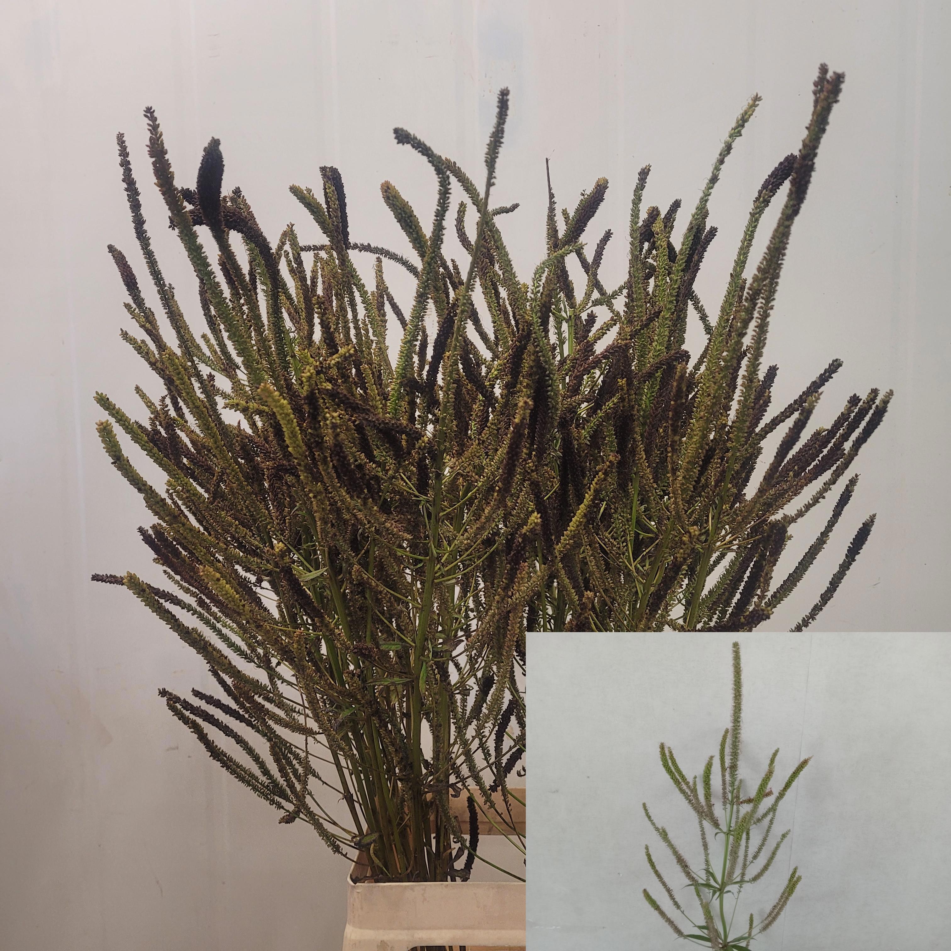 Veronica Virg 80cm