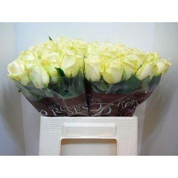 Rosa Snowstorm 40cm