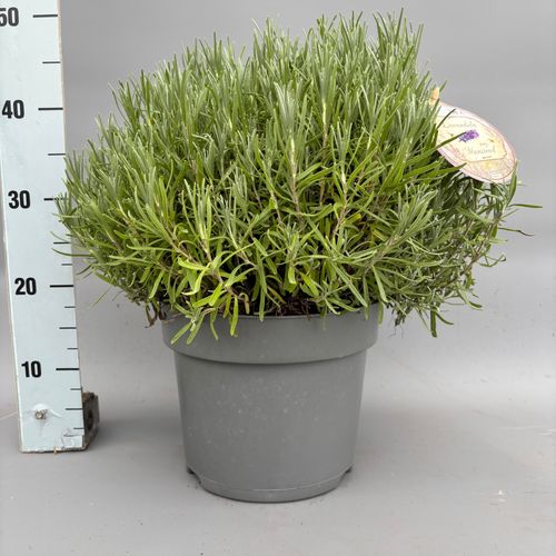Lavandula ang. 'Munstead'  p26 Viss