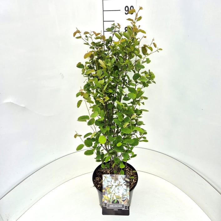 Picture of Amelanchier lamarckii P29 (10 Ltr)