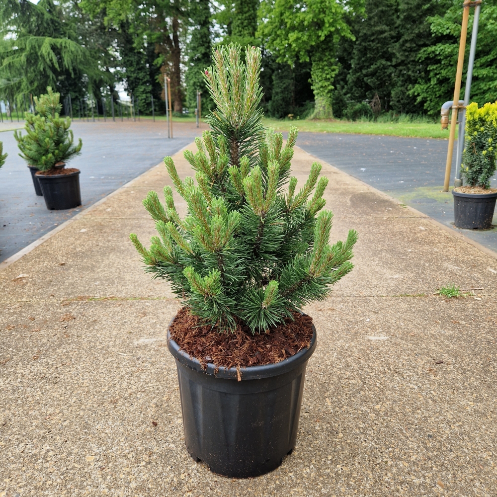 Picture of Pinus mugo Gnom C12 40/50