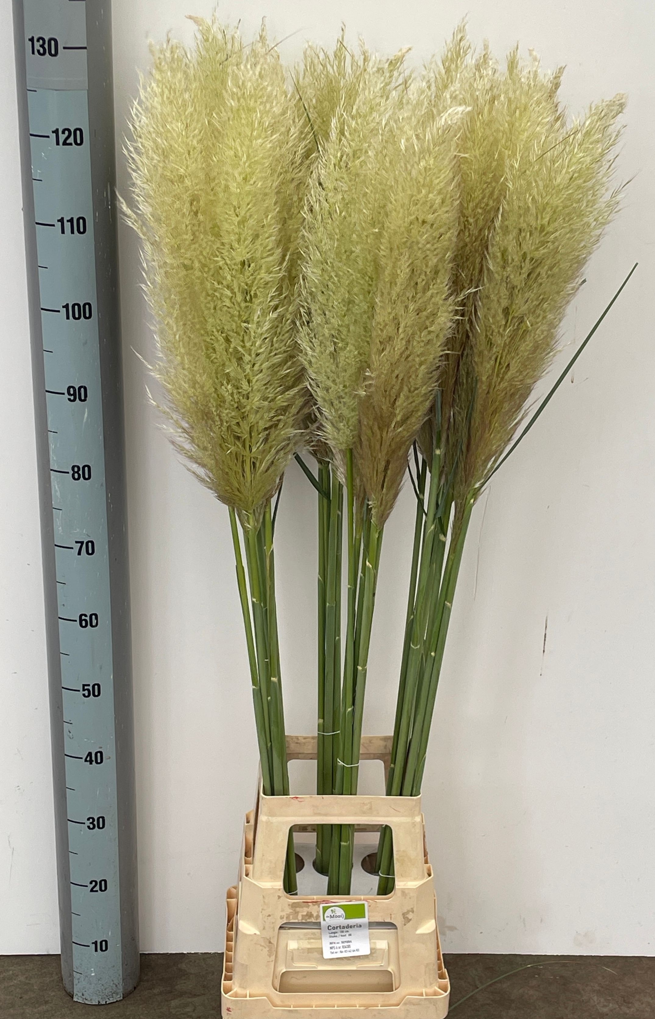Cortaderia Ov