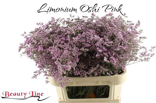 Limonium Oshi Pink 80cm 45gram