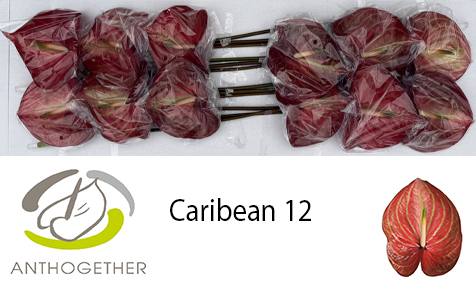 Anth A Caribean