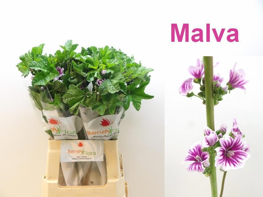 Asst Cutflowers 70cm