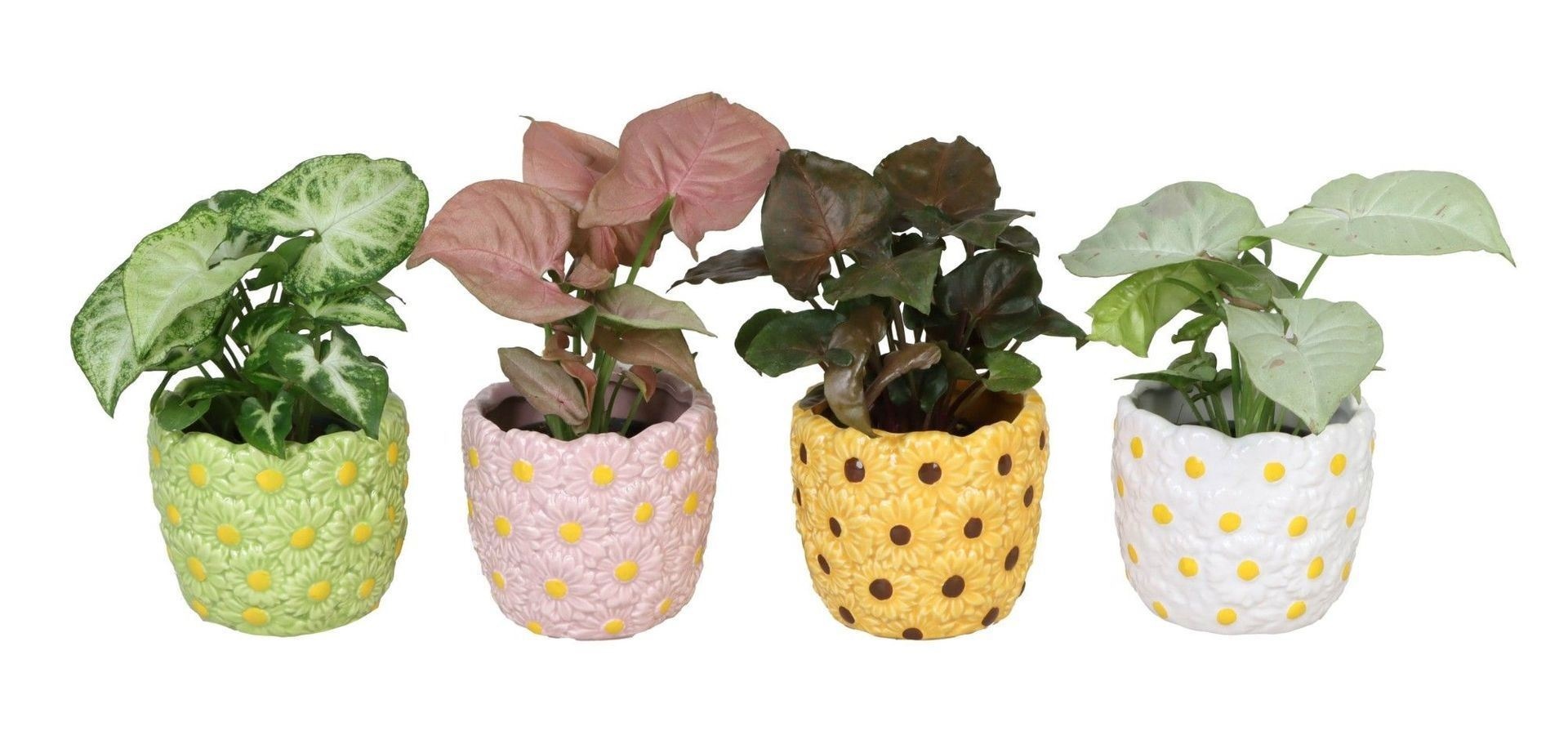Syngonium L 66576 with Syngonium Mix