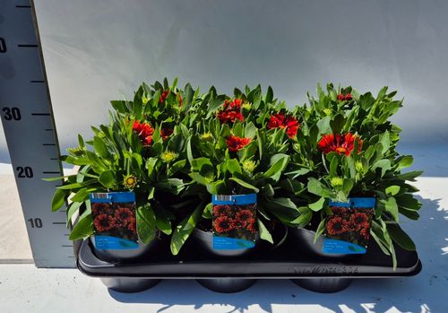 Gaillardia aristata Spintop Yellow Touch p17 Weet
