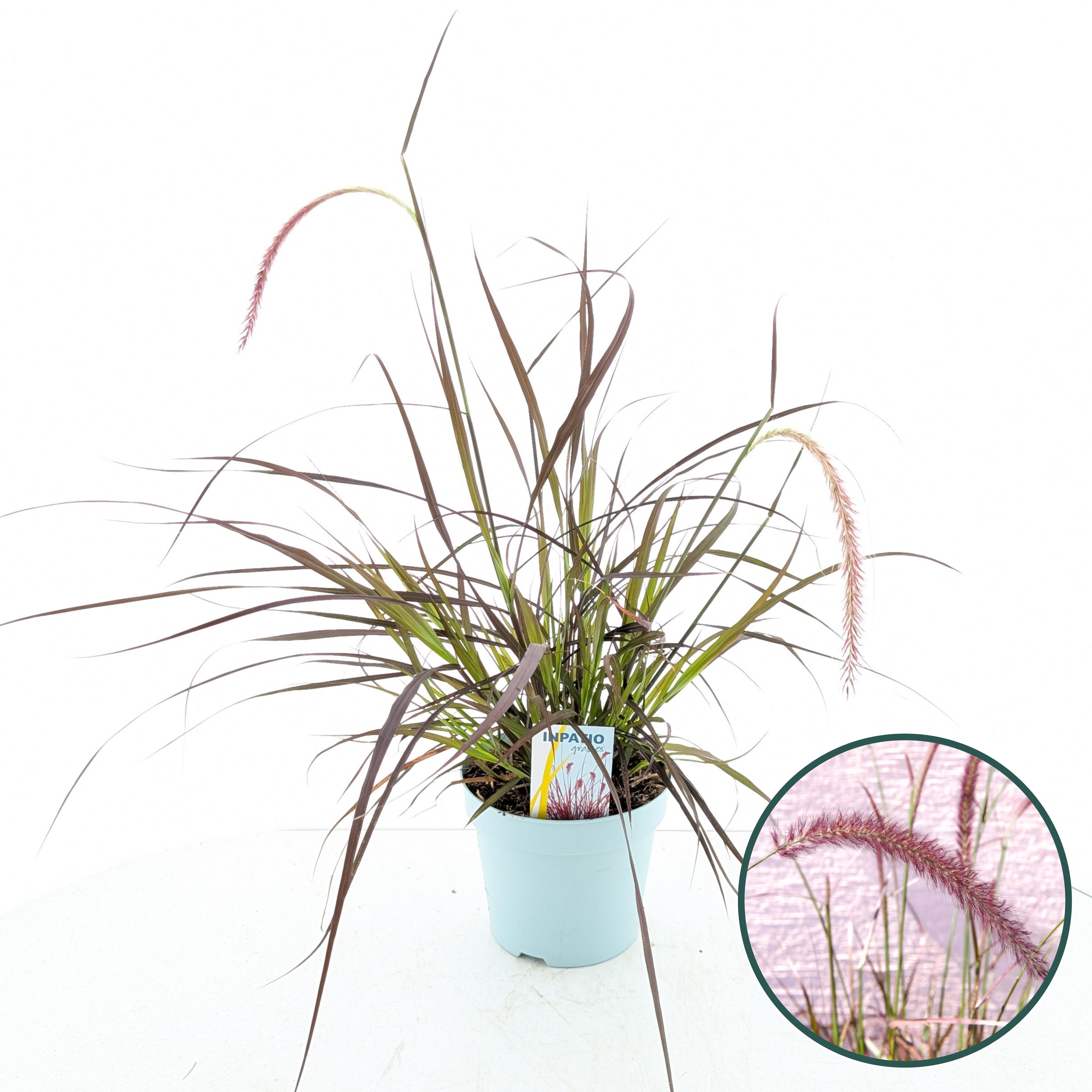Picture of Pennisetum advena'Rubrum'