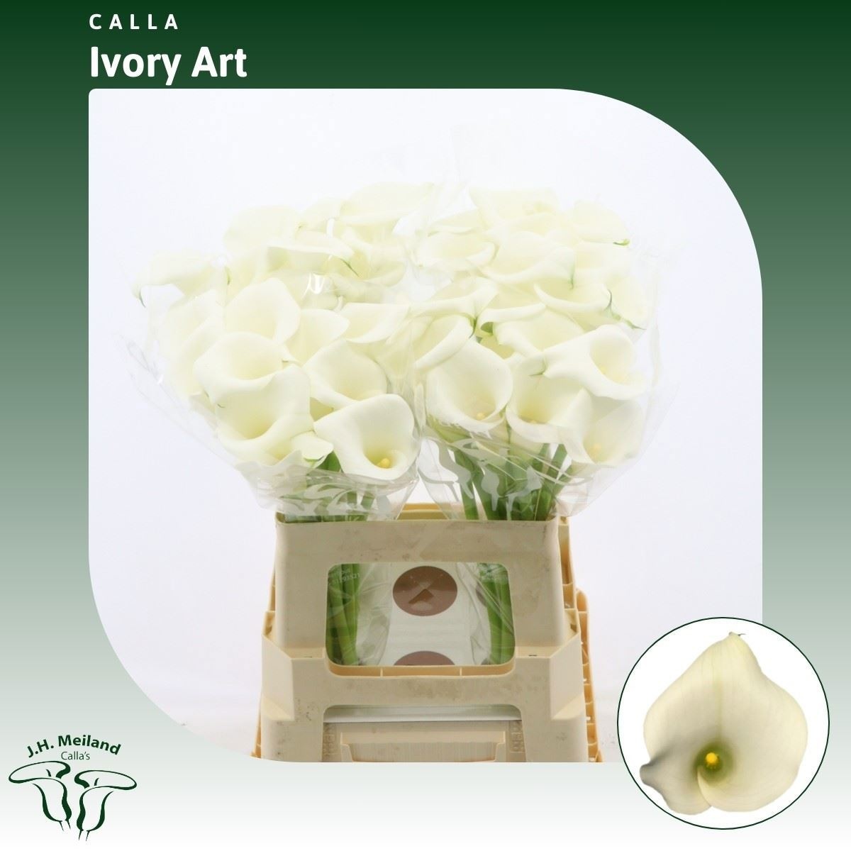Calla Ivory Art 60cm