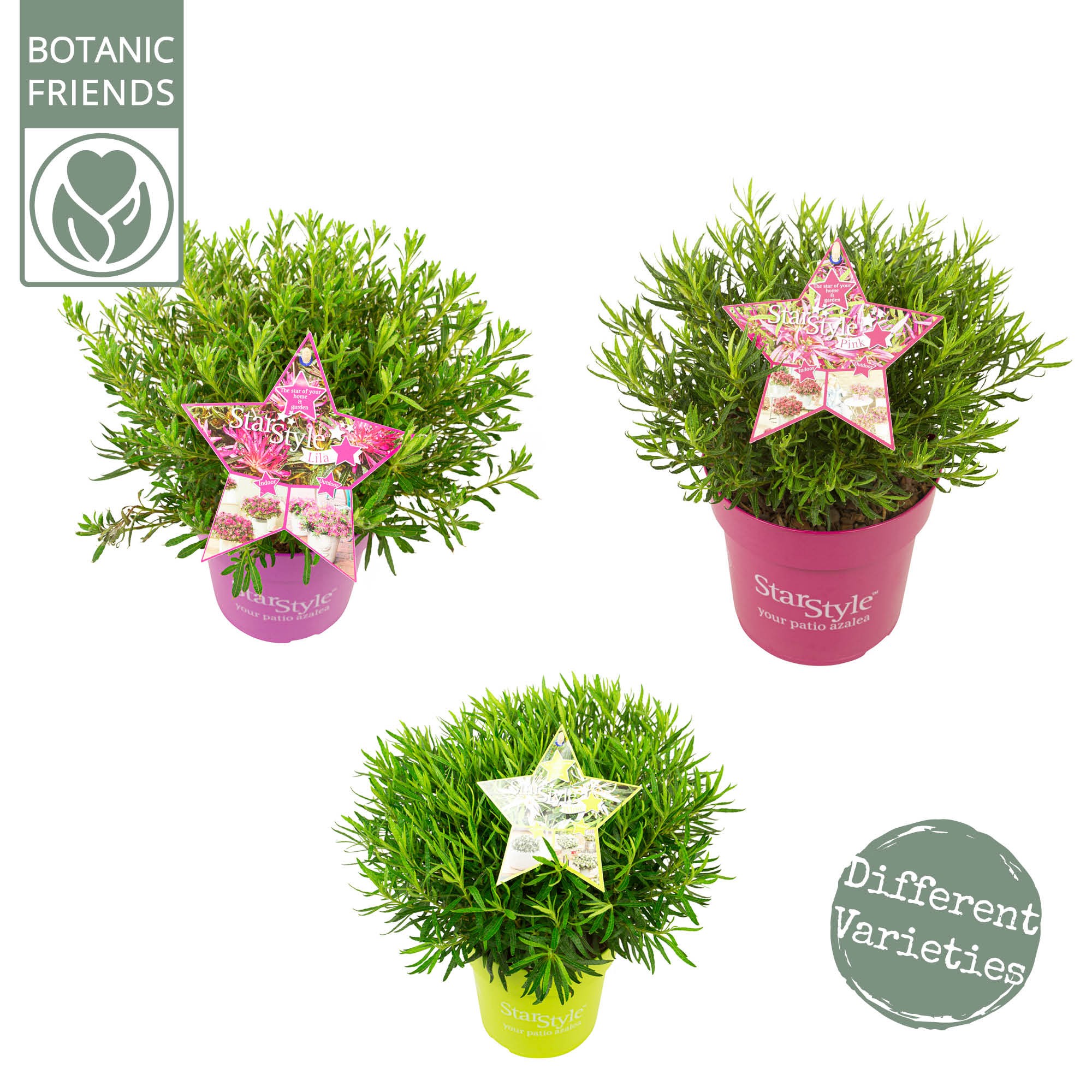 Picture of Rhododendron japonicum Starstyle in 3 colours P19 (3 Ltr)