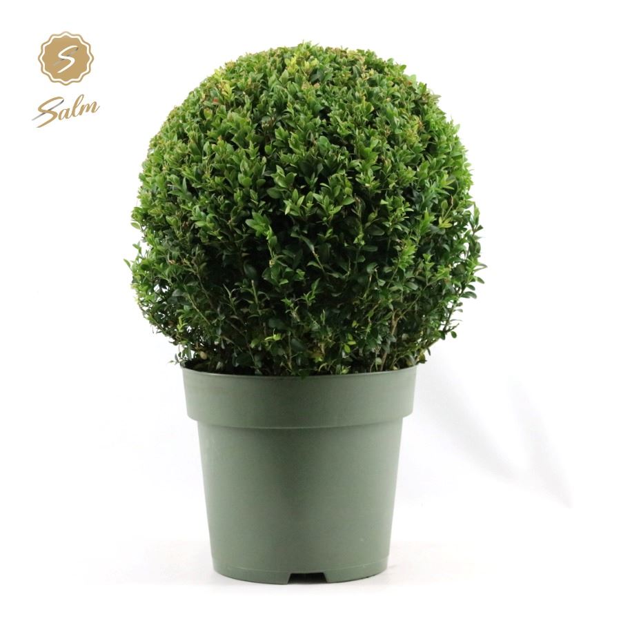 Picture of Buxus semp. Ball Ø35cm P27