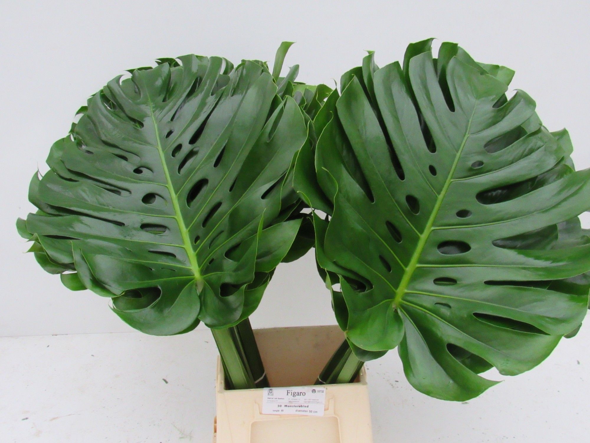 Monstera 80cm