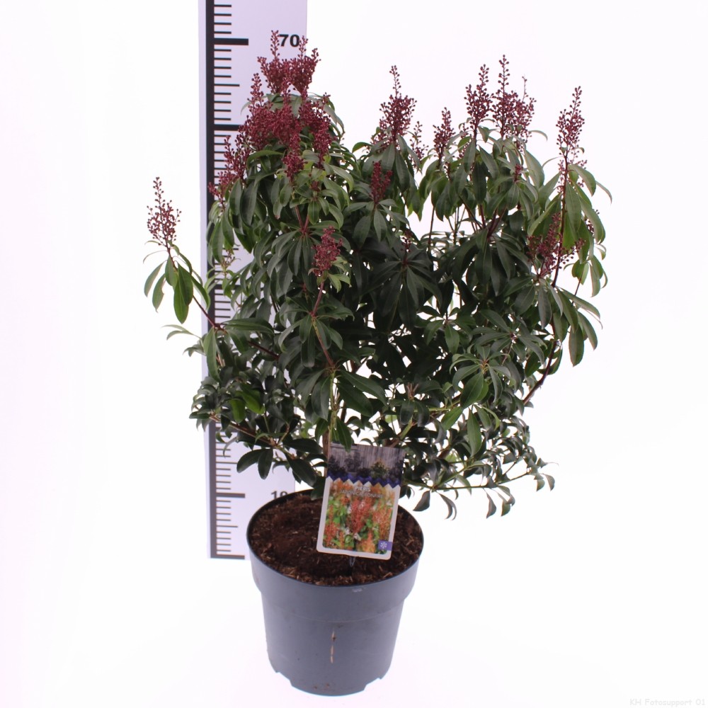 Picture of Pieris jap. 'Bonfire'